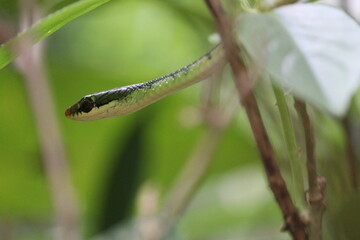 snake on a tree
