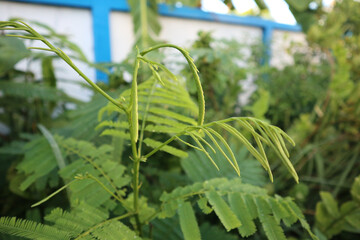 green plant in a garden