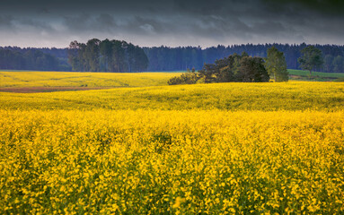 Kwitnące Pola Rzepaku  © Wojciech Lisiński