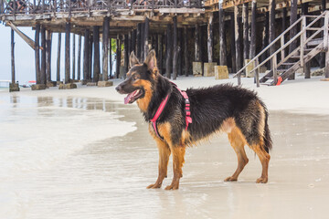 The Dog on the Beach in Tanzania