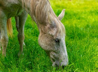 Konie na pastwisku © Piotr