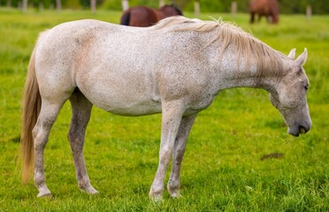 Konie na pastwisku © Piotr