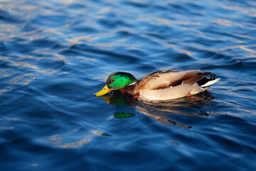 mallard swimming in the blue water