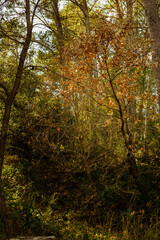 arboles del bosque en otoño con rayos de luz al atardecer