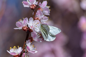 A bee enjoying the nectar on a flower apricot tree.