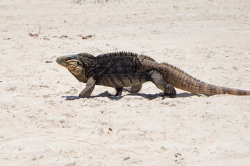 iguana walking on the sand, Cayo Blanco island in Cuba