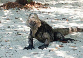iguana, portrait of big lizard on the sand, Cayo Blanco island in Cuba