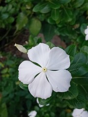 White vinca flower blooming in the garden with green leaves 