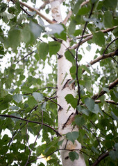 young take care trunk close up with green foliage
