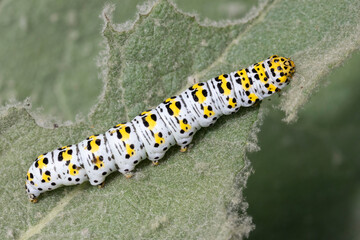 Mullein Moth Caterpillar (Cucullia verbasci) feeding on a Mullein Plant (Verbascum thapsus)