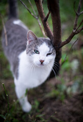 Obraz premium domestic cat rubs on a branch