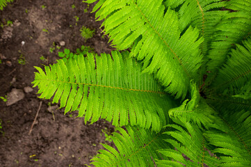 A green fern bush grows in the countryside. Plant on the flowerbed. Natural background as a...