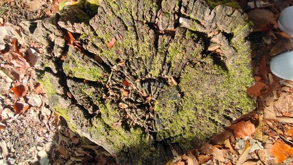 tree bark texture
