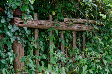 old wooden fence with lot of plants on it 
