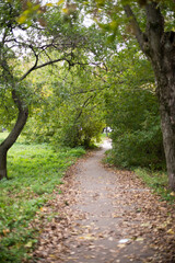 Fototapeta premium country road in a green forest