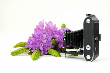 old-fashioned bellows camera with pink rhododendron flowers on white background