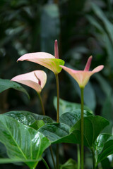 Obraz premium Blossoming pink anthurium in the winter garden.