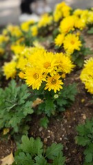 yellow flowers in the garden