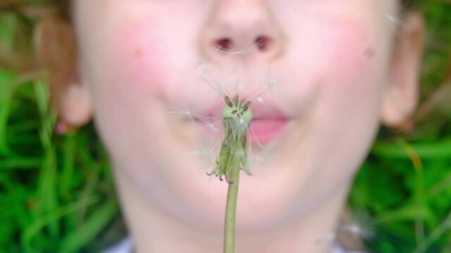 girl blows on a dandelion in a beautiful summer green field on a Sunny day