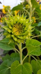 sunflower in the garden