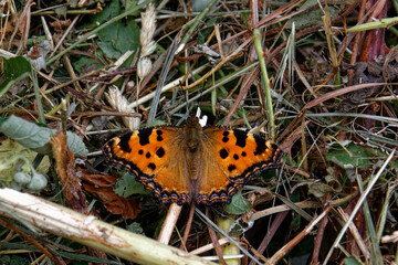 Orange buttefly on the floor 