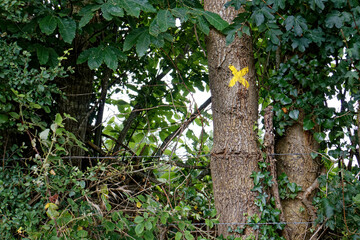 Obraz premium Tree with a yellow cross on it 