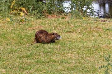 Coypu in the grass 