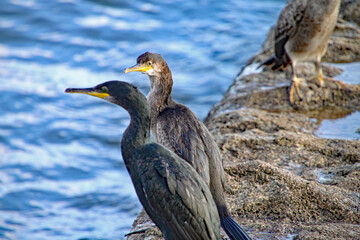 Seagulls and cormorants perch on a brick jetty at Dawlish in Devon