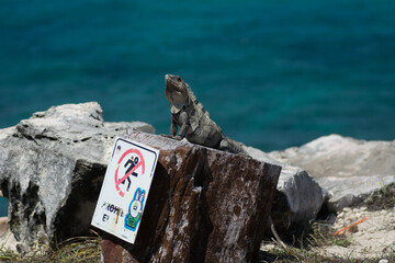 iguana