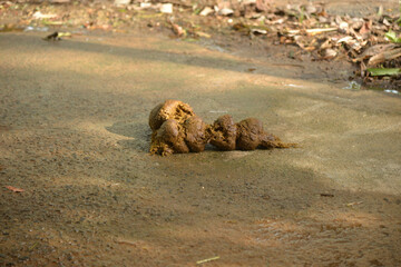 A large pile of shit lies on the ground