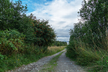 Fototapeta na wymiar Rural landscape with a road.