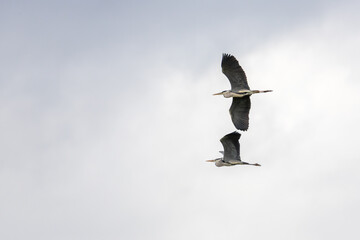 grey heron