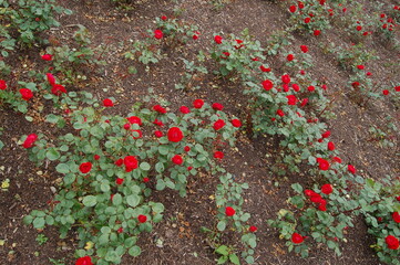 Red flowers in Parc Rosenhöhe Darmstadt Germany