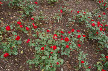 Red flowers in Parc Rosenhöhe Darmstadt Germany