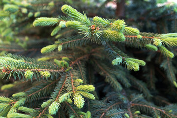 Green background made of fir branches.