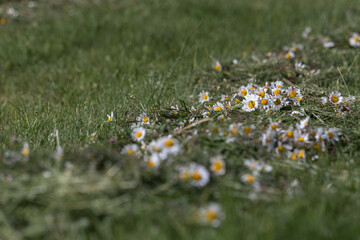 skoszone kwiaty  © Marcin