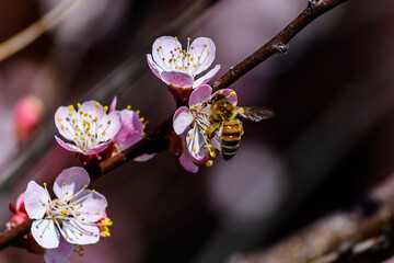 A bee enjoying the nectar on a flower apricot tree.