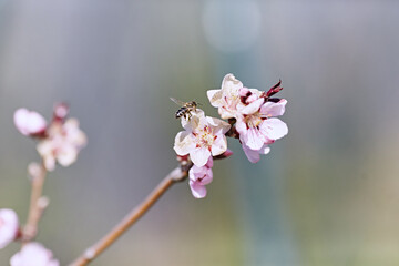 Cherry blooming and honey bee