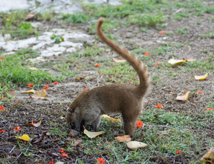 Coatí