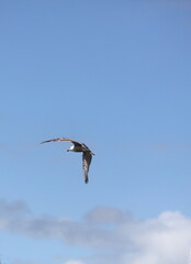Vol de mouette