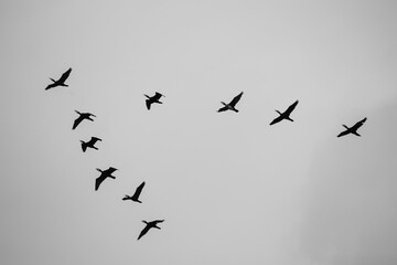 kormorany w czerni 