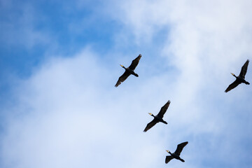 sylwetki kormoranów 