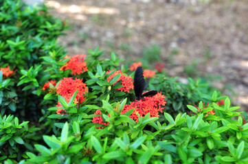 a butterfly with blue wings fluttering on orange red tropical flowers