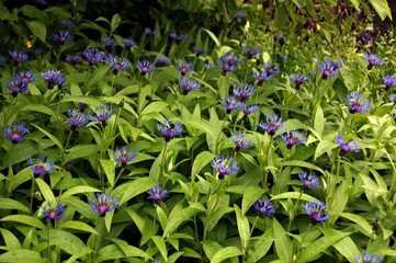 cornflowers flowers in the spring garden
