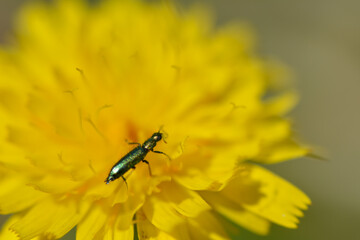 Chrysanthia