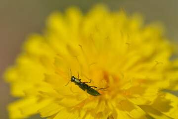 Chrysanthia