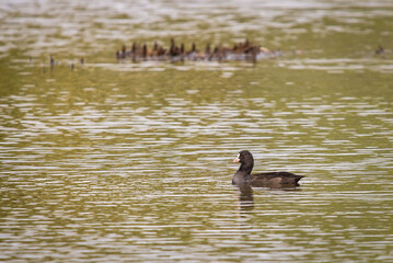 Eurasian Coot or Fulica atra in water of lake