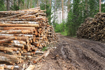 Felled trees lay in piles along a forest road