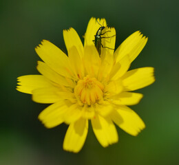 Chrysanthia