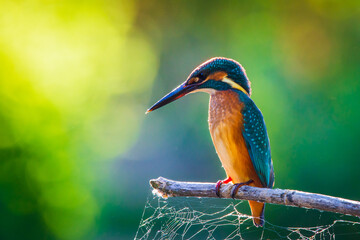 Common European Kingfisher or Alcedo atthis perched on a stick above the river and hunting for fish